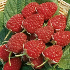 Саженцы малины сорт Глен Эмпл, 2 сорт