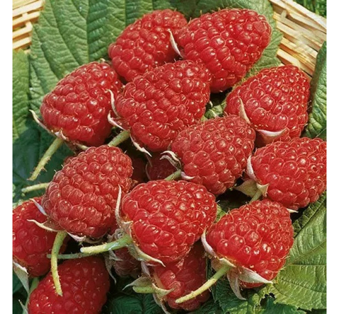 Саджанці малини сорт Глен Емпл, 2 гатунок