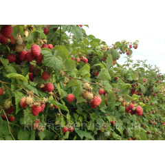 Саженцы малины сорт Октавия (поздний сорт)