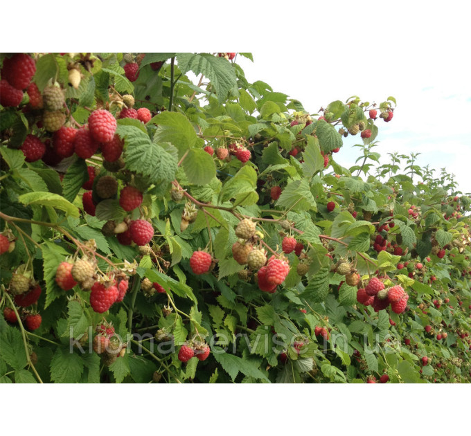 Саженцы малины сорт Октавия (поздний сорт)