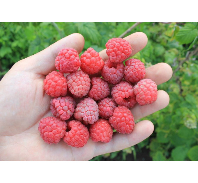 Саженцы малины сорт "Октавия New Elite" (раннепоздний сорт)