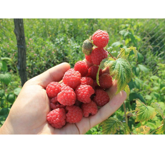 Саженцы малины сорт "Октавия New Elite" (раннепоздний сорт)