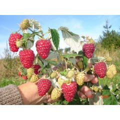 Саженцы малины сорт Недосягаемая (ремонтантная)
