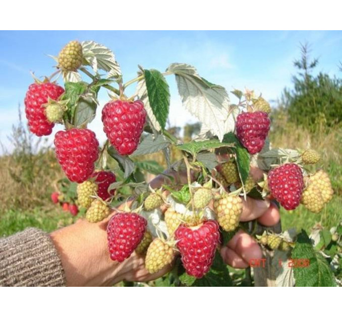 Саженцы малины сорт Недосягаемая (ремонтантная)