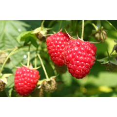 Саженцы малины сорт "Химбо Топ New Elite" (ремонтантная)