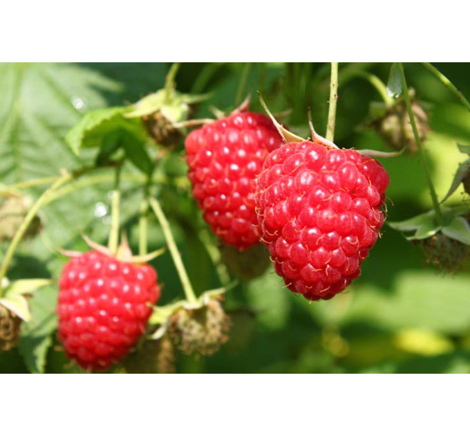 Саженцы малины сорт "Химбо Топ New Elite" (ремонтантная)