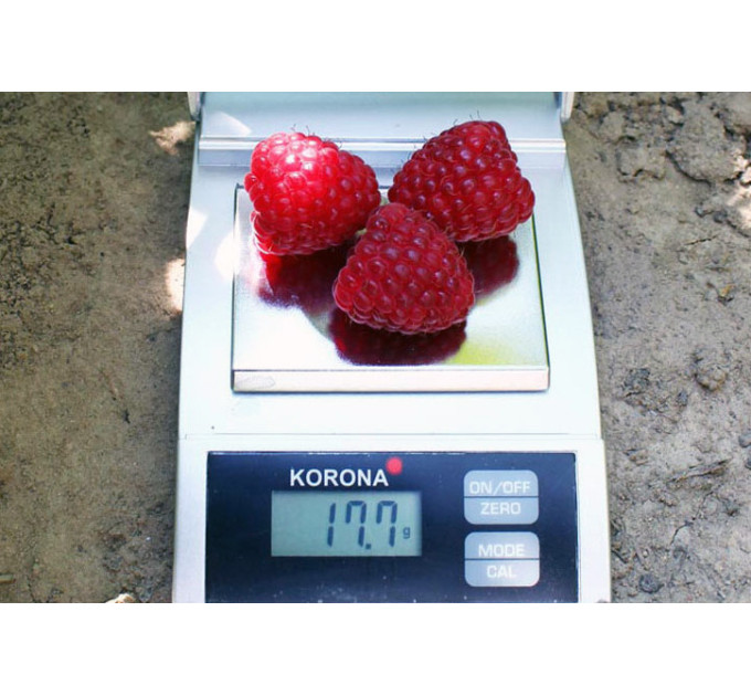 Саженцы малины сорт "Химбо Топ New Elite" (ремонтантная)