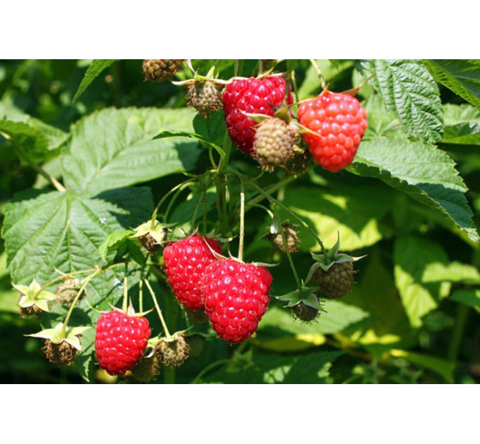 Саженцы малины сорт "Химбо Топ New Elite" (ремонтантная)