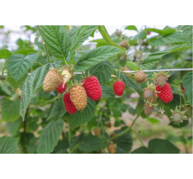 Саженцы малины Ковичан(Kowichan) ремонтантный