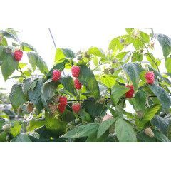 Саженцы малины Ковичан(Kowichan) ремонтантный