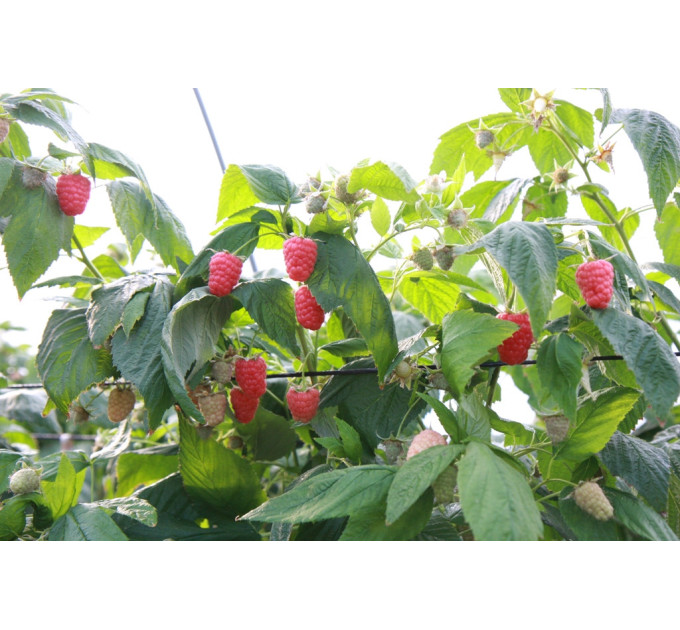 Саженцы малины Ковичан(Kowichan) ремонтантный