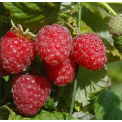 Саженцы малины Феномен, 2 сорт