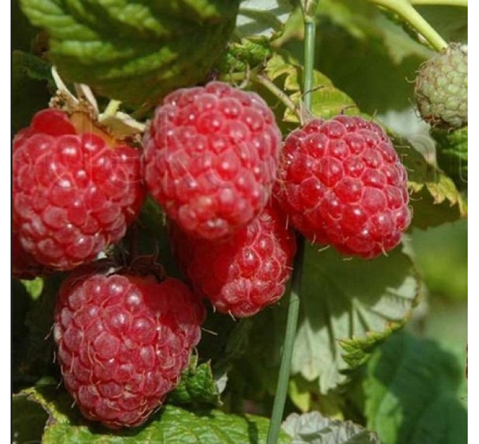 Саженцы малины Феномен, 2 сорт