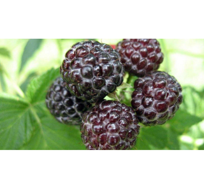 Саженцы ежевики сорт Бристоль 1 летние, конт. P9