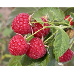 Саженцы малины "Туламин" (среднепозний) полуупакованные