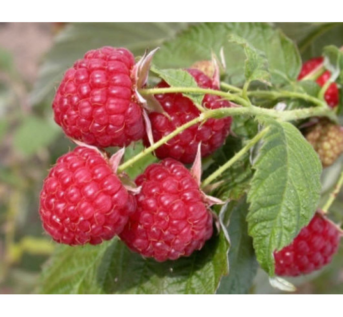 Саженцы малины "Туламин" (среднепозний) полуупакованные