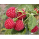 Саженцы малины "Туламин" (среднепозний) полуупакованные