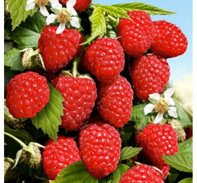 Саджанці малини Гусар (рання)