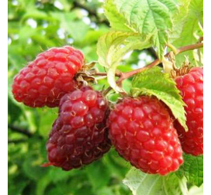 Саджанці малини Гусар (рання)