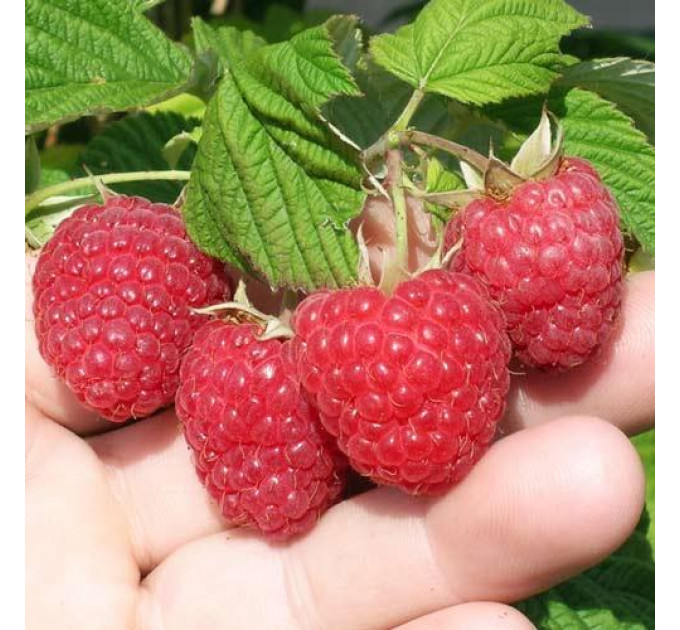 Малина сорт Вилламет, 5 шт (полуупакованая)