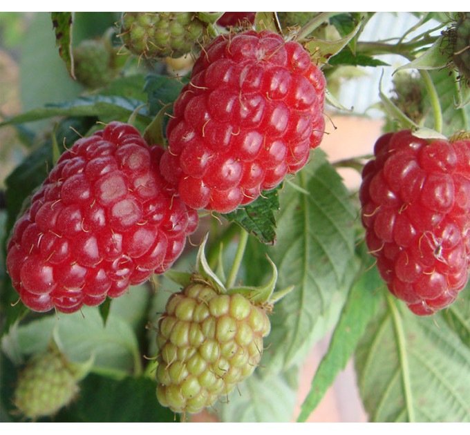 Малина сорт Вилламет, 5 шт (полуупакованая)