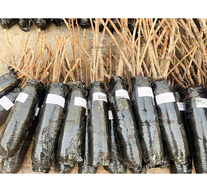 Малина сорт Вилламет, 5 шт (полуупакованая)