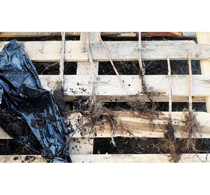 Малина сорт Вилламет, 5 шт (полуупакованая)