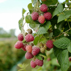 Малина сорт Вилламет, 5 шт (полуупакованая)