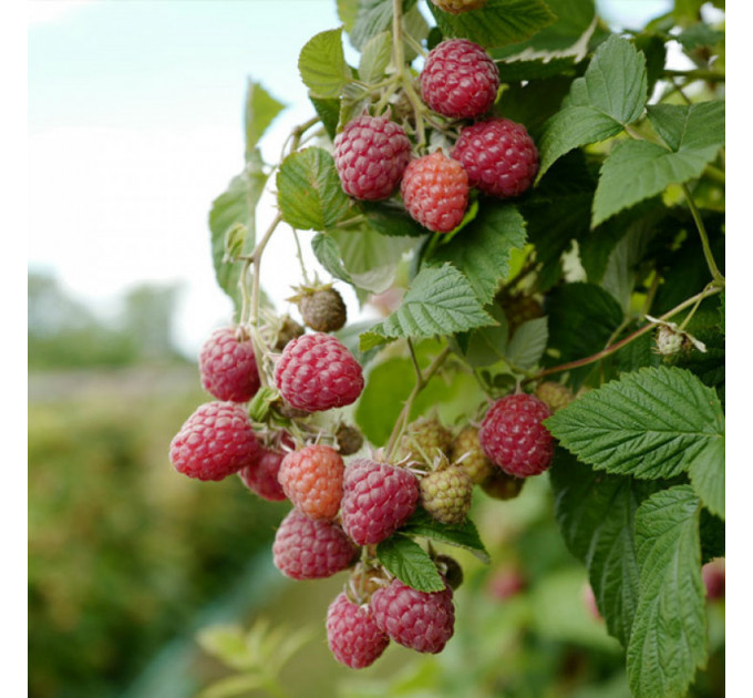 Малина сорт Вилламет, 5 шт (полуупакованая)