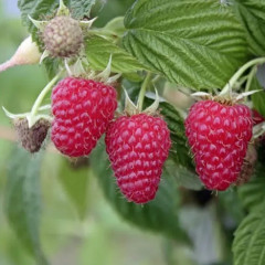 Малина сорт Маравилла (Maravilla), 5 шт (полуупакованная)