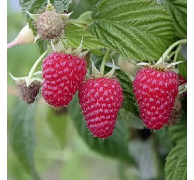 Малина сорт Маравилла (Maravilla), 5 шт (полуупакованная)