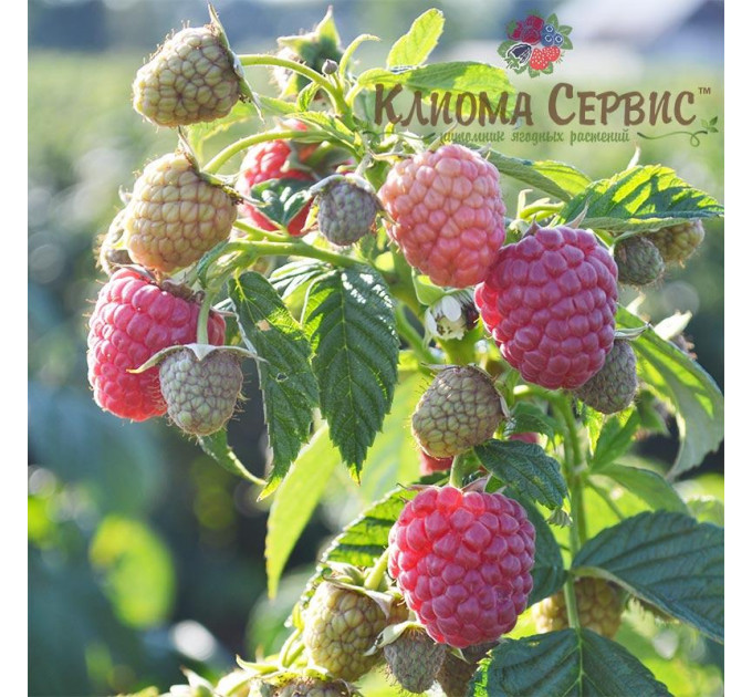 Малина сорт Маравилла (Maravilla), 5 шт (полуупакованная)