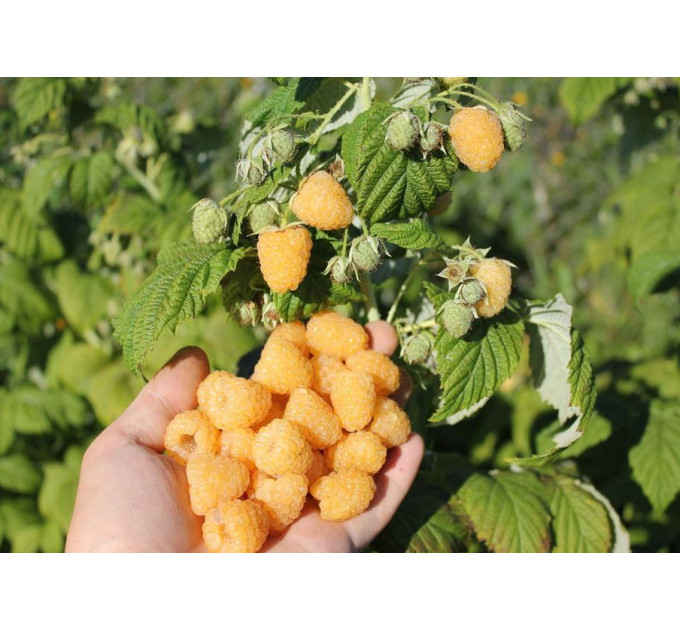 Малина сорт Утренняя Роса (Poranna Rosa), 5 шт (полуупакованная)