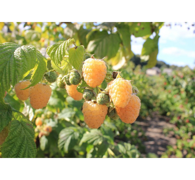 Малина сорт Утренняя Роса (Poranna Rosa), 5 шт (полуупакованная)