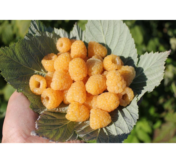 Малина сорт Утренняя Роса (Poranna Rosa), 5 шт (полуупакованная)