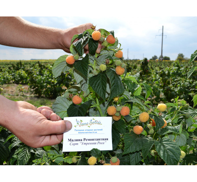 Малина сорт Утренняя Роса (Poranna Rosa), 5 шт (полуупакованная)