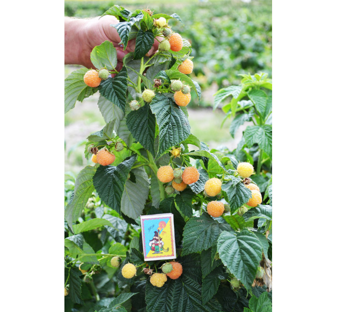 Малина сорт Утренняя Роса (Poranna Rosa), 5 шт (полуупакованная)