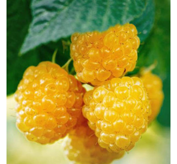 Малина сорт Утренняя Роса (Poranna Rosa), 5 шт (полуупакованная)