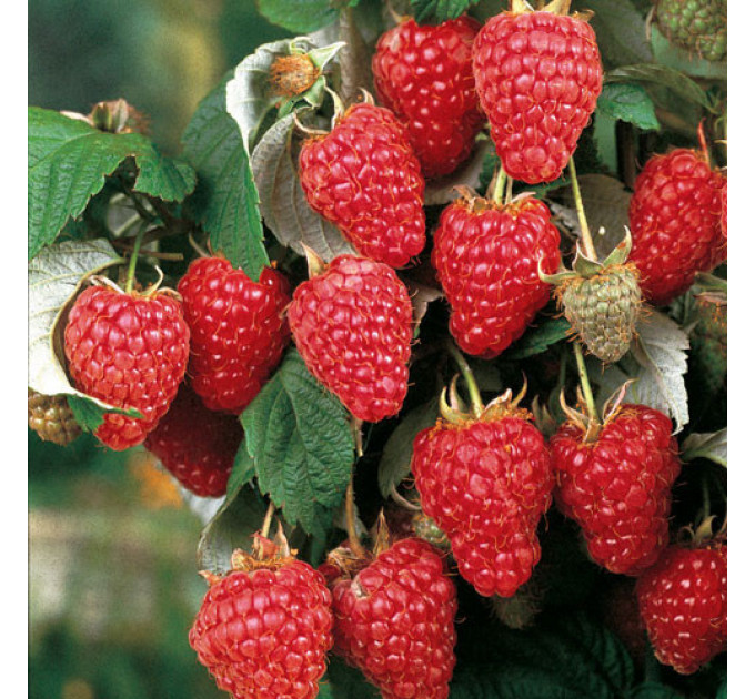 Малина сорт Херитейдж (Heritage), 5 шт (полуупакованная)