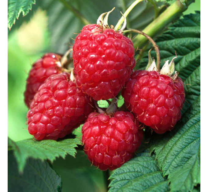 Малина сорт Херитейдж (Heritage) ІІ сорт, 5 шт (полуупакованная)