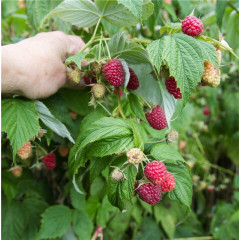 Малина сорт Херитейдж (Heritage) ІІ сорт, 5 шт (полуупакованная)