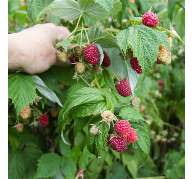 Малина сорт Херитейдж (Heritage) ІІ сорт, 5 шт (полуупакованная)