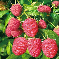 Малина сорт Феникс, полуупакованная