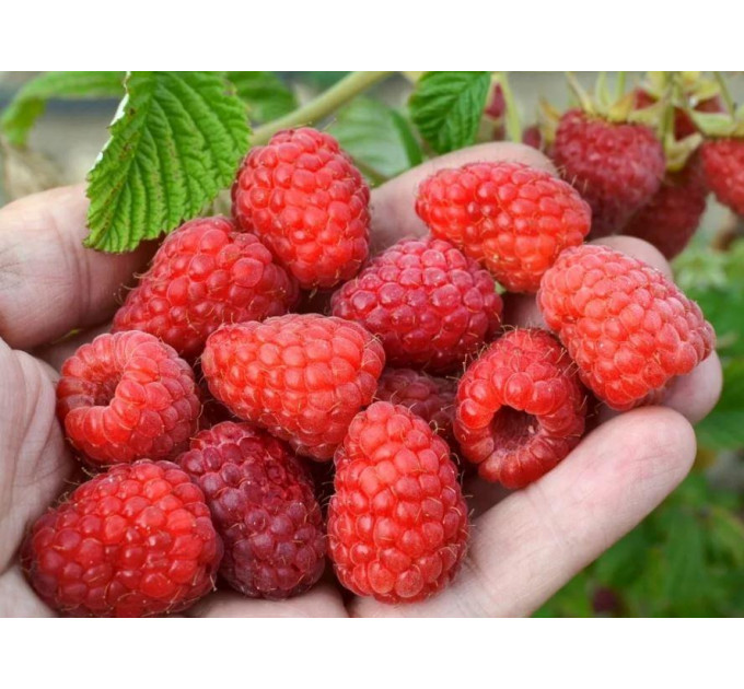 Малина сорт Феникс, полуупакованная