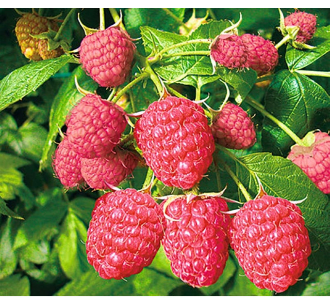 Малина сорт Феникс, полуупакованная