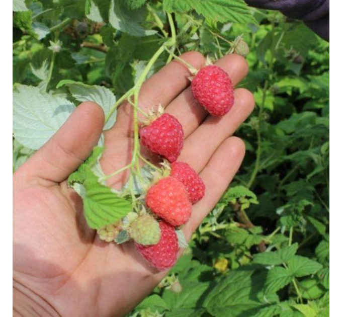 Малина сорт Феникс, полуупакованная