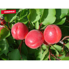 Нектарин средне-поздний сорт Магали