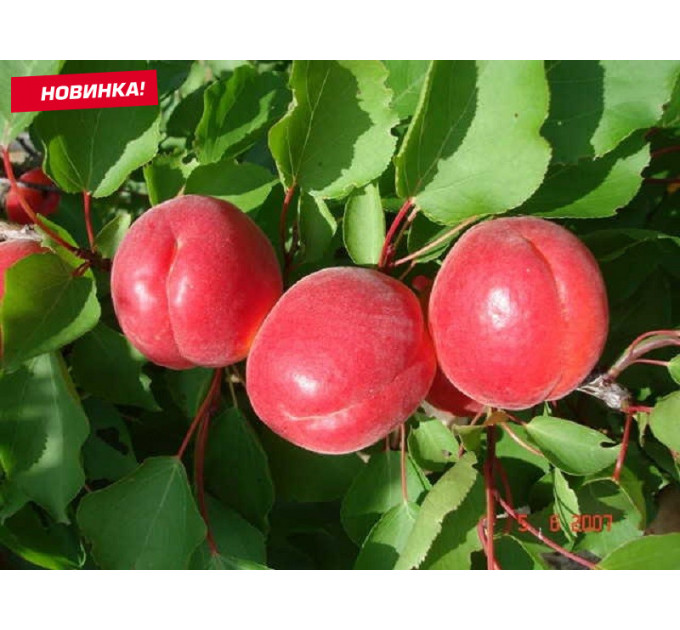 Нектарин средне-поздний сорт Магали