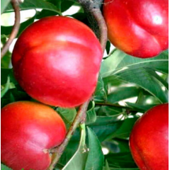 Саженцы нектарина сорт Ребус 028, подвой миндаль