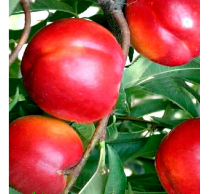 Саженцы нектарина сорт Ребус 028, подвой миндаль